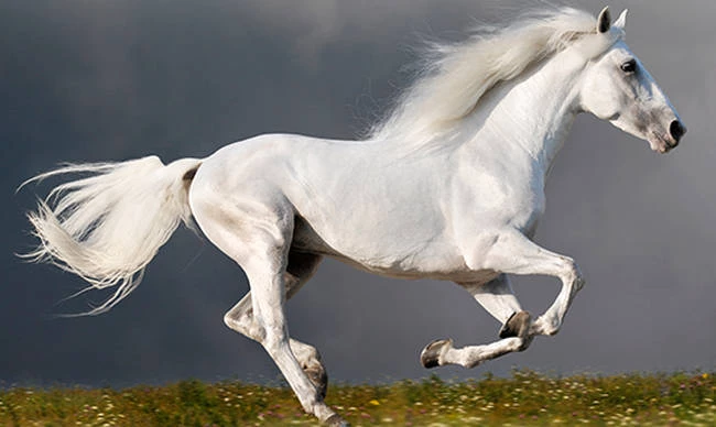 Τα έχασαν οι οδηγοί: Άλογο στην εθνική οδό προς Αθήνα – Ετρεχε στην αντίθετη κατεύθυνση από τα Ι.Χ